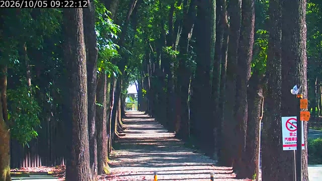 新威森林公園のマホガニー並木の見本画像（2026年10月）
