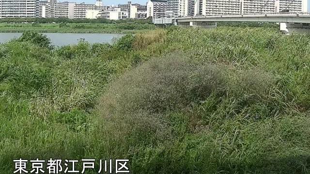 首都高7号線下流の見本画像（2026年8月）